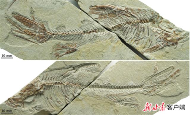 兰州大学研究团队发现古裂腹鱼属新种：曙光古裂腹鱼