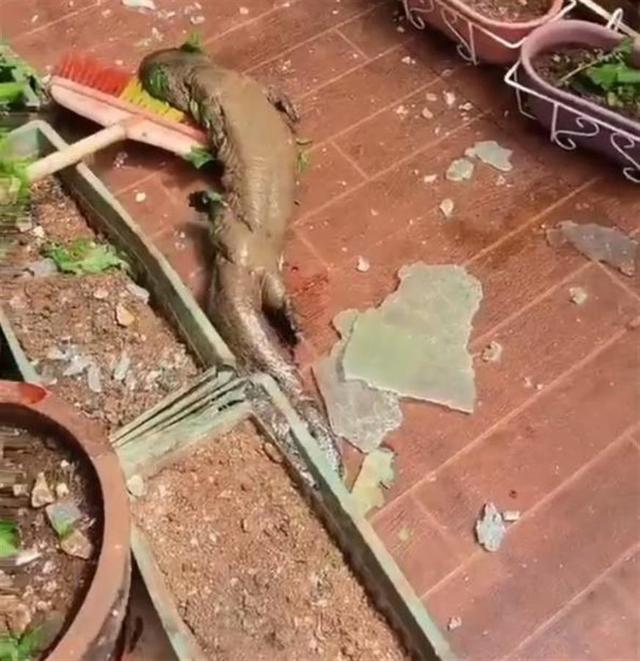 娃娃鱼养殖基地