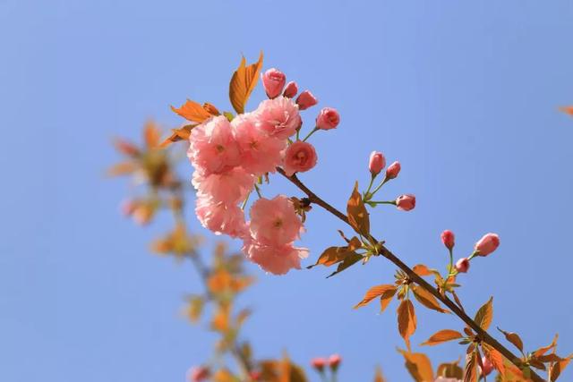 十里蓝山攻略