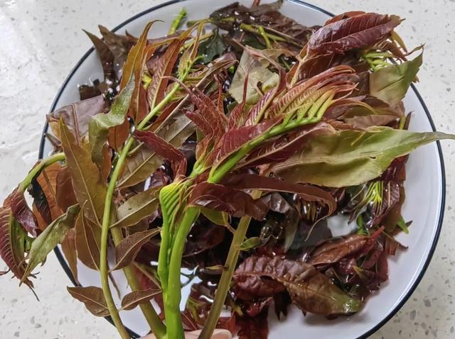 马兰头、荠菜、春桑叶……春蔬不但鲜美，吃对了还是良药