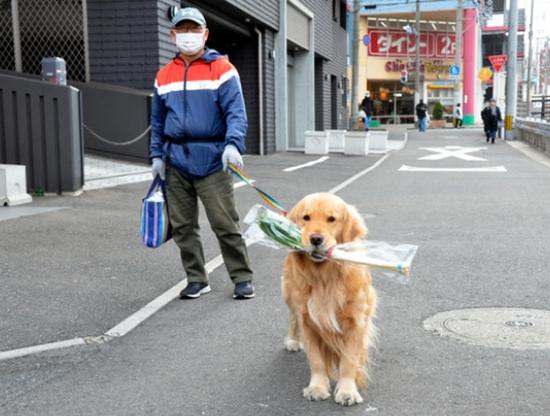 金毛寻回犬图片