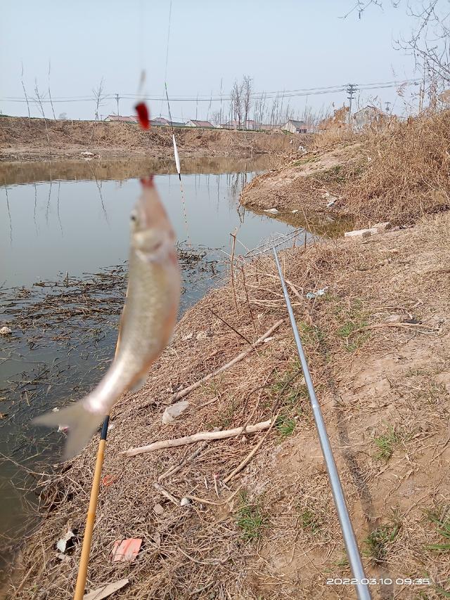 锦鲤鱼图片