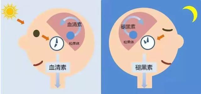 健康科普 | 你知道吗？好睡眠是可以吃出来的