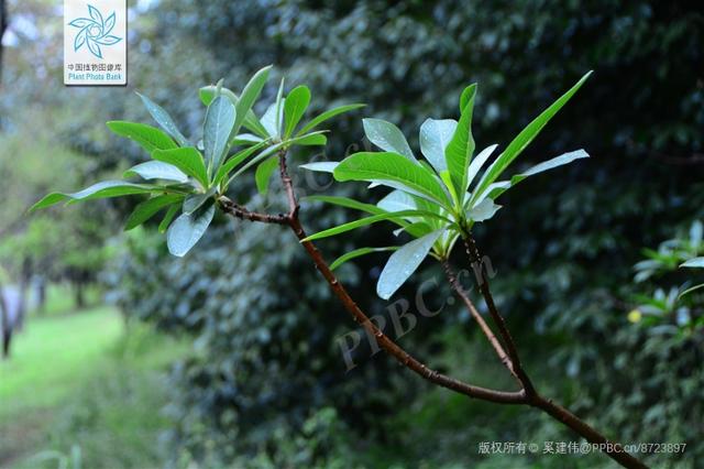 滇结香 滇结香（电解箱） 生活