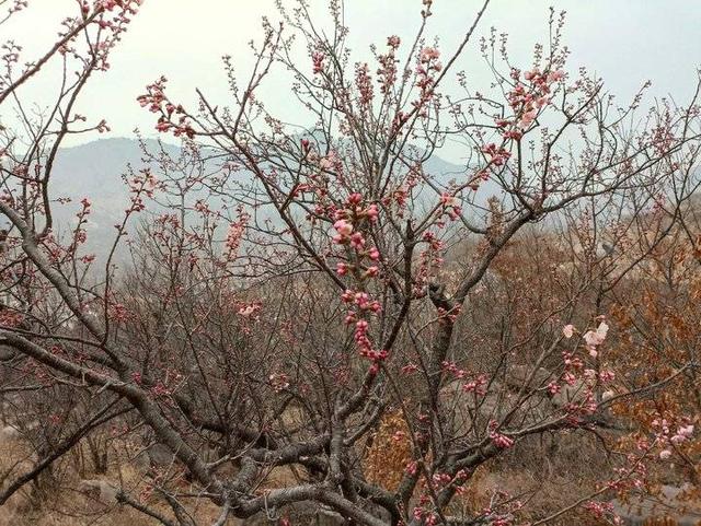 荆棘花