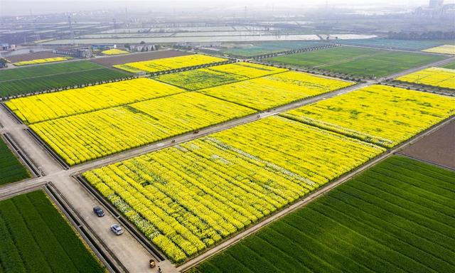对话丨中国农科院油料所胡琼研究员：让鄂产油菜花打造别样“花经济”