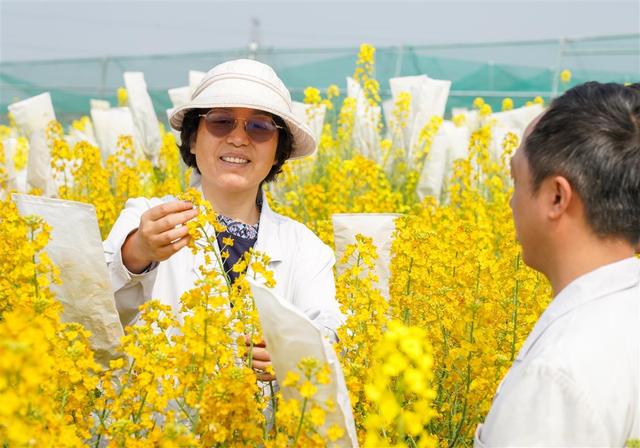 对话丨中国农科院油料所胡琼研究员：让鄂产油菜花打造别样“花经济”