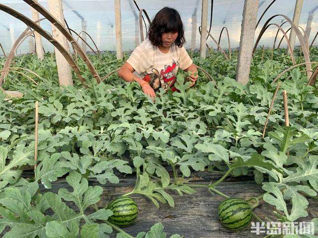 墨城春耕正当时丨34℃大棚里西瓜管理授粉忙 青岛头茬大吕西瓜4月份可上市3