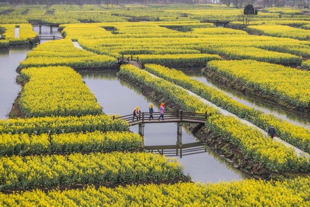 兴化油菜花（兴化油菜花最佳时间）