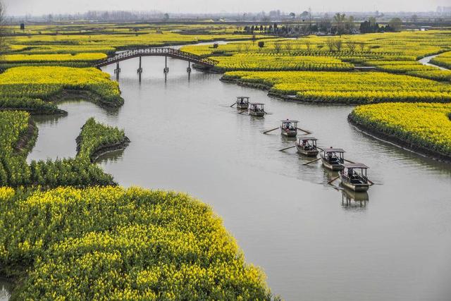 兴化油菜花更佳时间  兴化油菜花