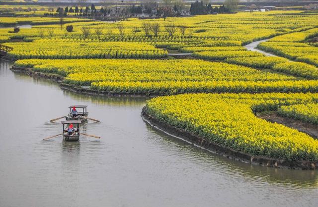 兴化油菜花