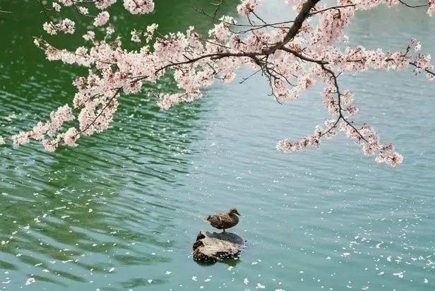 【平安夜读】一株桃花 两地盛开