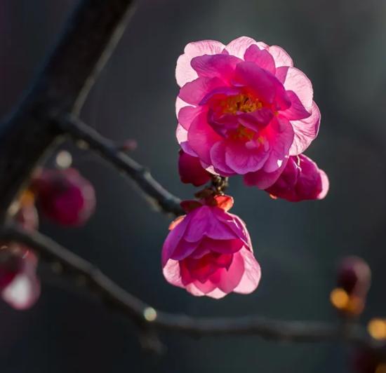 吕永清专栏 | 春分愫语
