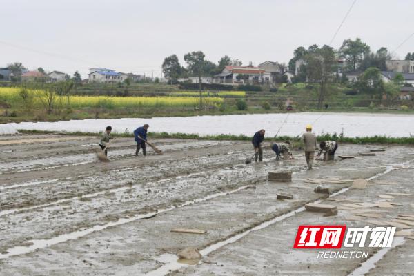 湘乡泉塘镇：按下“农忙键”筑稳早稻丰收压舱石