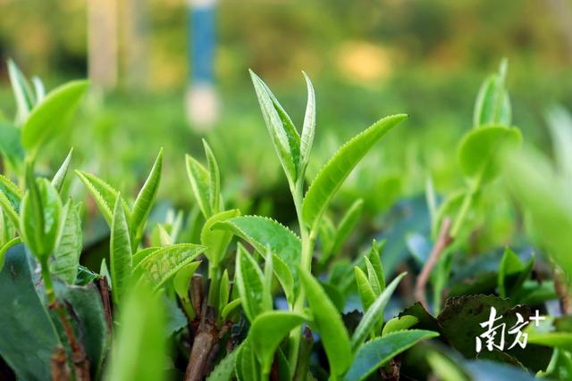 春茶近年最佳｜英德红茶发展目标：百亿产值
