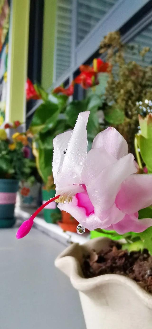 校园春日最终季来啦！春来希望至，期待和孩子们相聚在春日的校园里