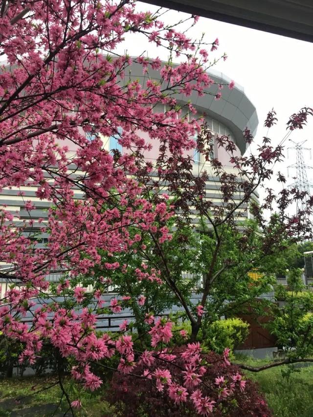 校园春日最终季来啦！春来希望至，期待和孩子们相聚在春日的校园里