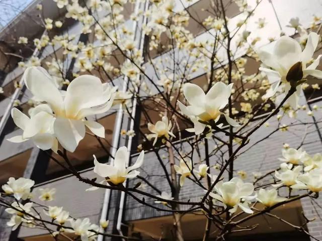 校园春日最终季来啦！春来希望至，期待和孩子们相聚在春日的校园里