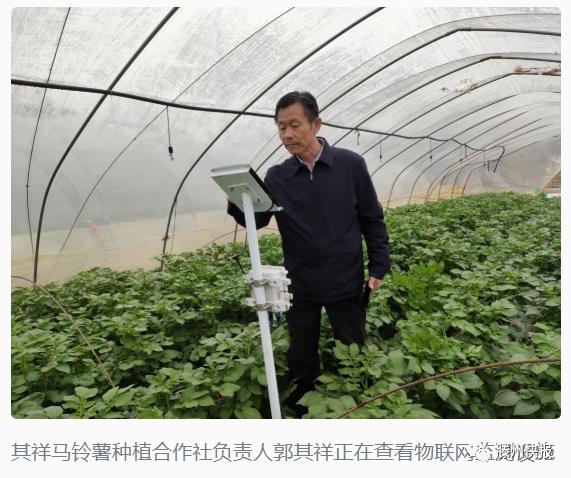 好品山东｜大棚用上物联网，滕州马铃薯品牌价值达158.52亿