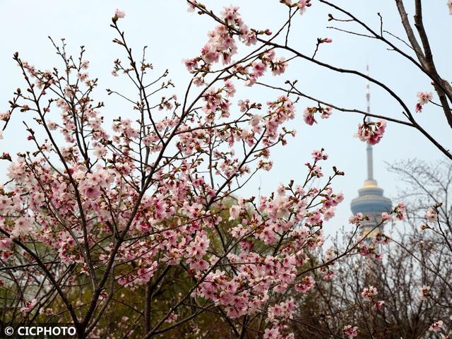 玉渊潭樱花什么时候开