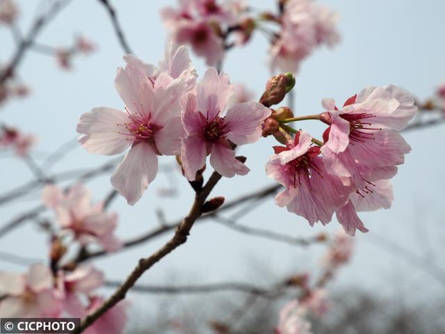 玉渊潭樱花什么时候开