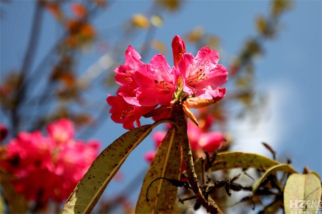 马樱花