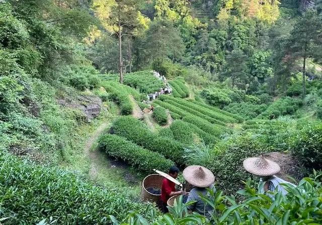 巧用“茶科技”，小茶苗成就大产业