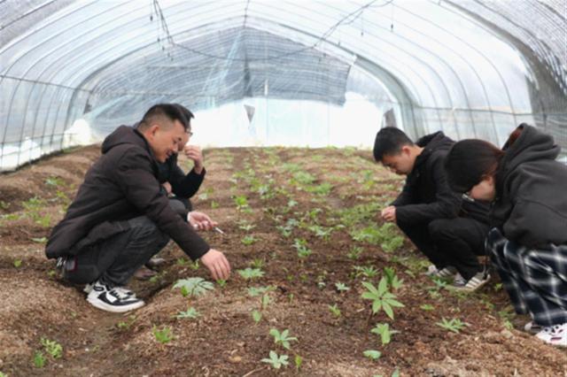 为中药材“把脉开方”科技服务团深入宣恩田间地头