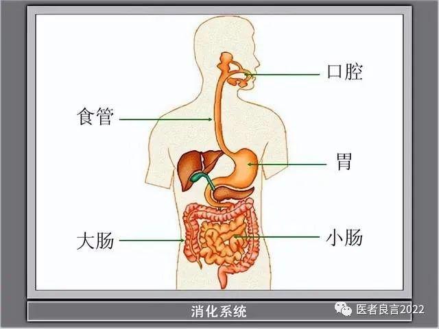 爱吃肉的人和爱吃素的人，哪个更长寿呢？医生告诉您答案
