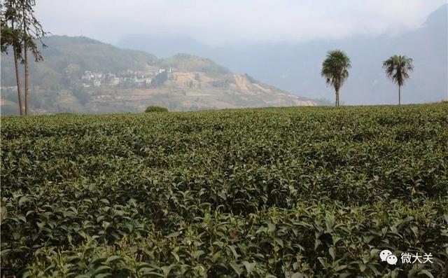 大关：“明前茶”茶香溢满城