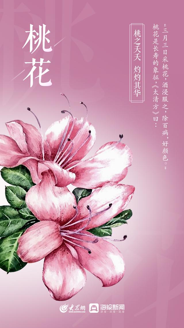 山东桂花