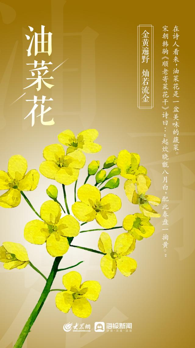 山东桂花