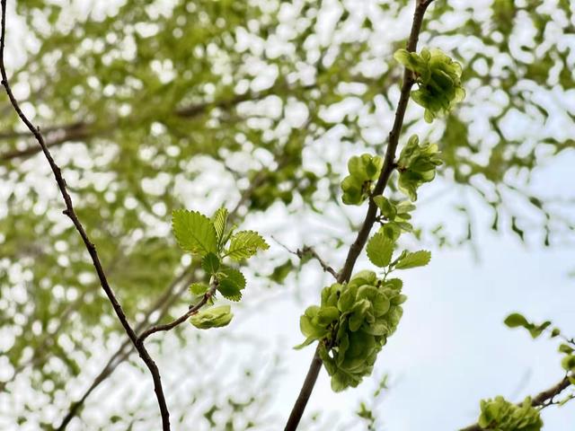 黑榆