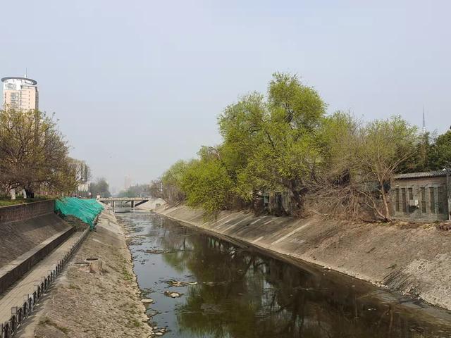 黑榆