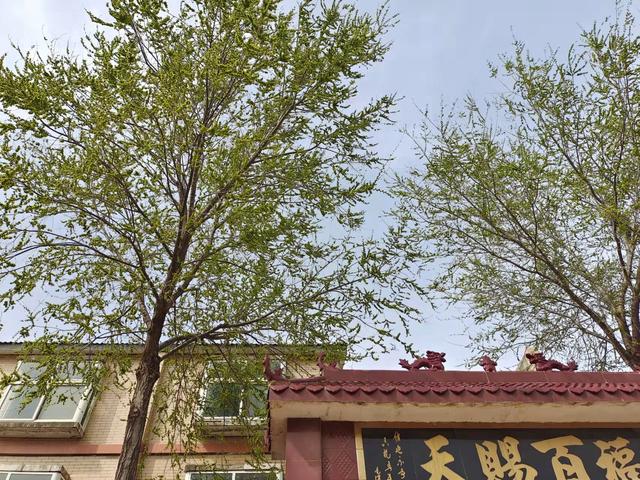黑榆