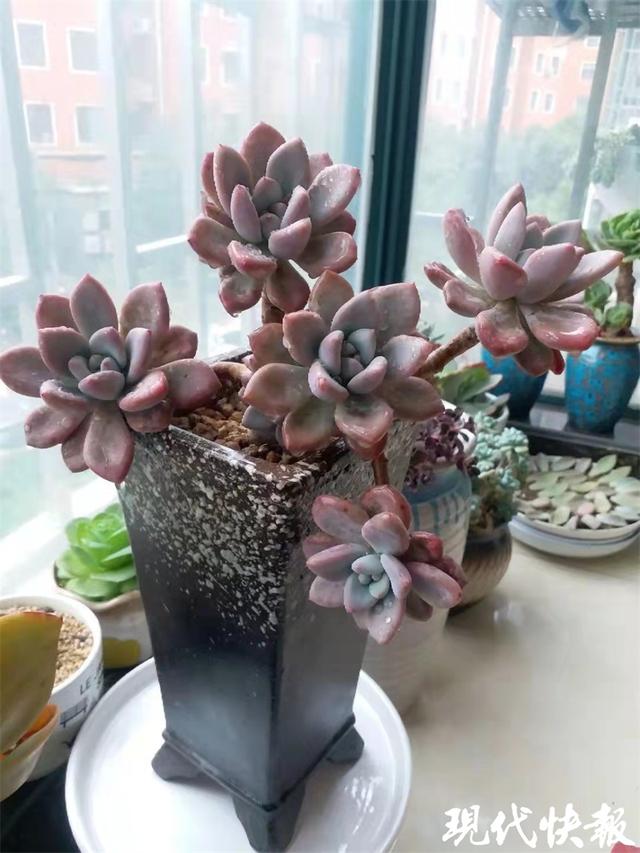 河南女子養出心形多肉沖上熱搜 網友點贊 多肉界天花板 Zh中文網
