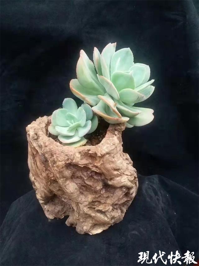 河南女子养出心形多肉冲上热搜 网友点赞 多肉界天花板 Zh中文网