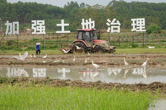 国际粮食市场动荡 中国从容应对