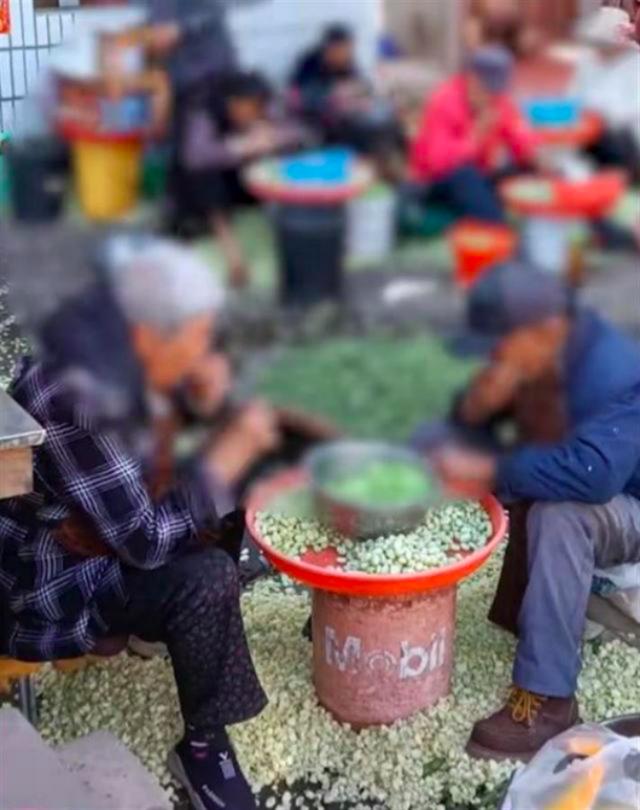 昆明一加工坊工人用嘴剥蚕豆被举报，老板：别人看我家生意太好嫉妒