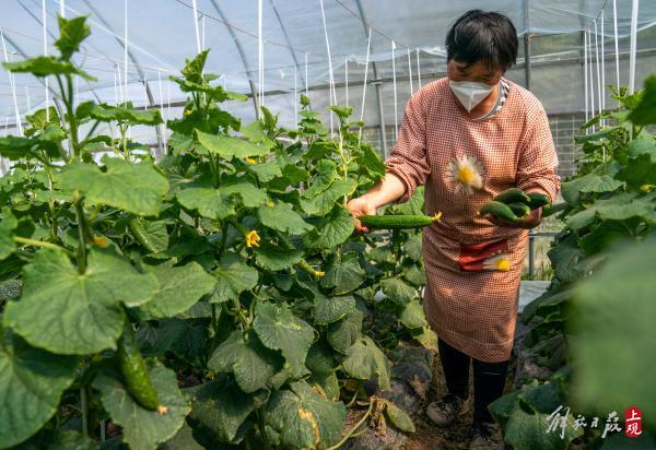 上海菜农：很多蔬菜难以运出