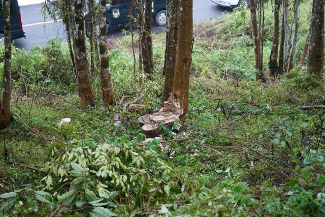 50年树龄沉香木惨遭盗砍