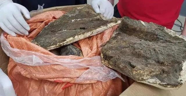 50年树龄沉香木惨遭盗砍，损失难以估量，4名窃贼次日落网