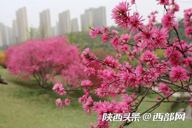 西安植物园菊花桃绚丽绽放，花朵酷似菊花，颜值比普通桃花高5