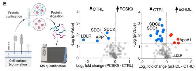 颠覆认知！血浆中结合PCSK9的主力军是高密度脂蛋白？
