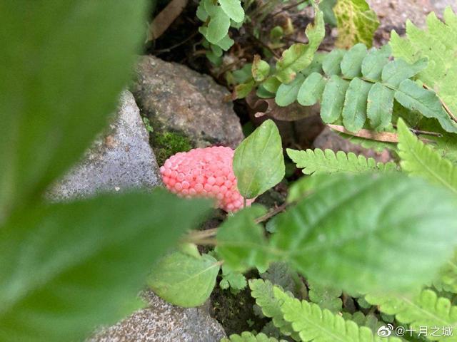 在公园发现这种粉红色的“花”，千万别碰