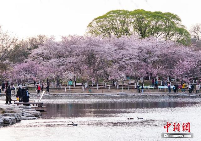 北京玉渊潭公园春和景明繁花似锦