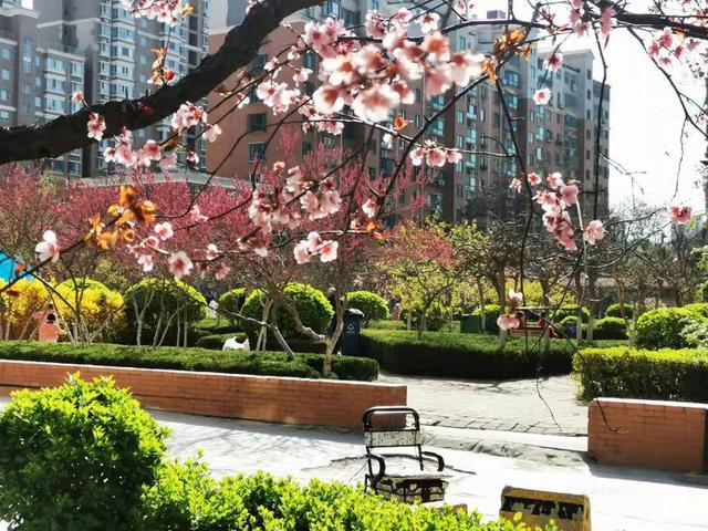 清明｜清明节，祝您快乐