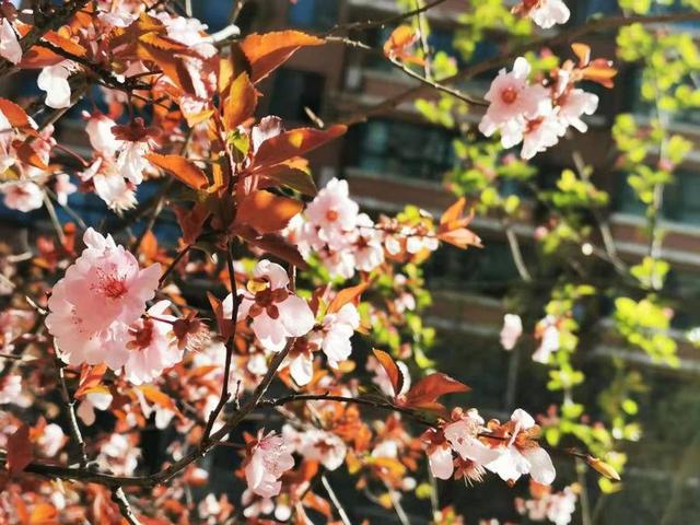 清明｜清明节，祝您快乐