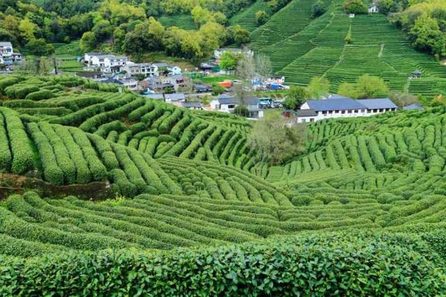 强推！杭州资深登山领队眼中，这“5条茶味登山线”最经典！小长假快走起