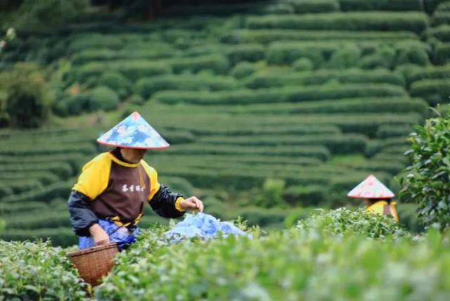 强推！杭州资深登山领队眼中，这“5条茶味登山线”最经典！小长假快走起